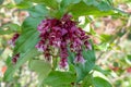 Himalayan honeysuckle Leycesteria formosa Purple Rain, pending white and wine-red flower Royalty Free Stock Photo